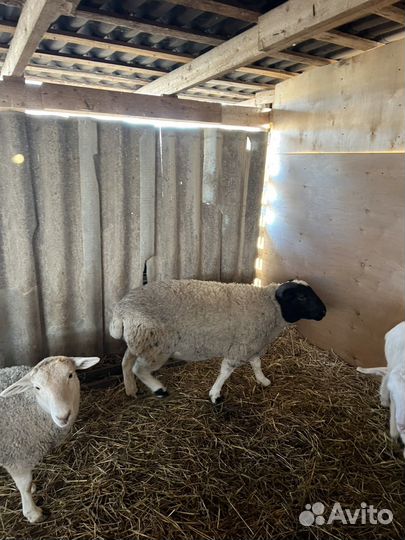 Баранчик дорпер