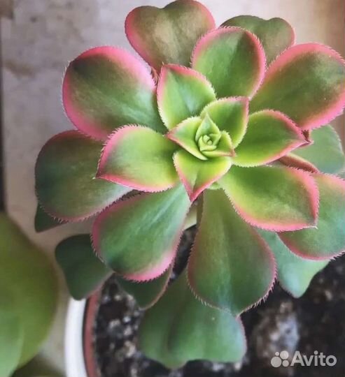 Крассула плауновидная,эониум Киви
