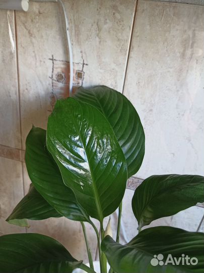 Спатифиллум