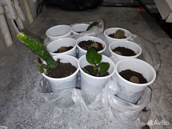 Кактусы и цветы