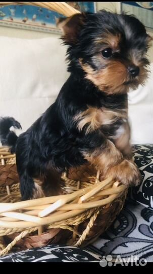 Йоркширский терьер