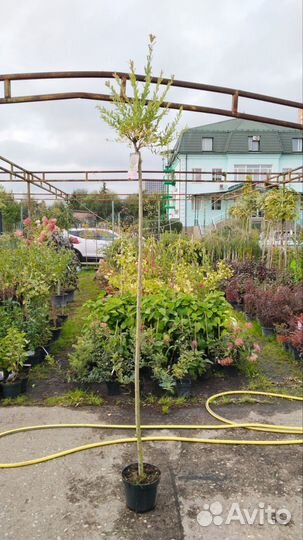 Ива хакуро нишики на штамбе