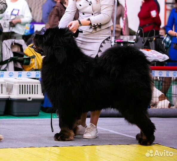 Тибетский мастиф вязка