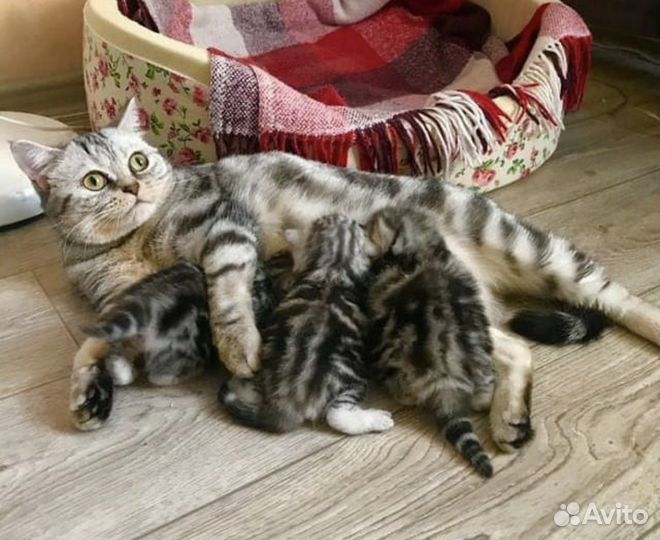 Вязка кот шотландец вислоухий