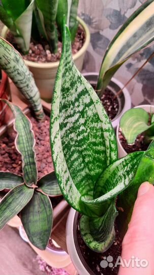 Сансевиерия муншайн каспер