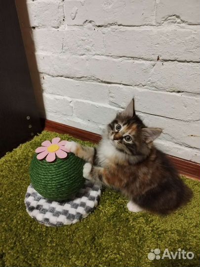 Кошки курильский бобтейл из питомника