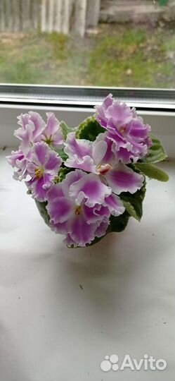 Сортовая фиалка