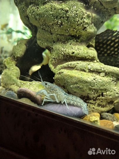 Голубой кубинский рак