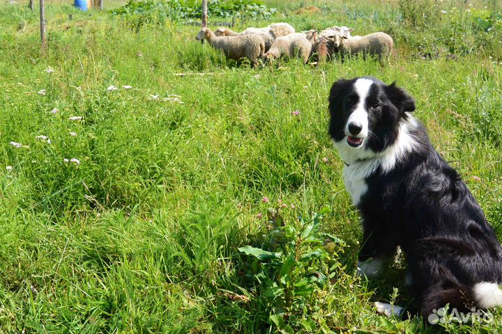 Щенки бордер-колли