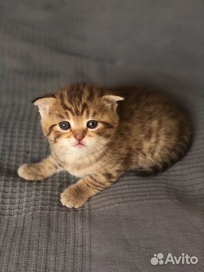 Шотландские котята