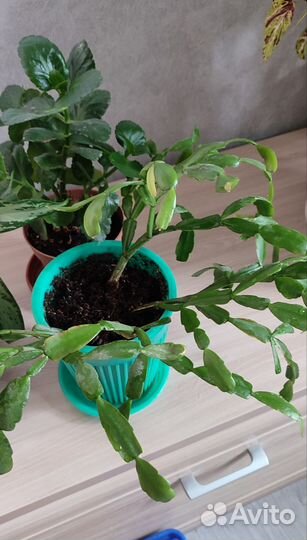 Комнатные растения