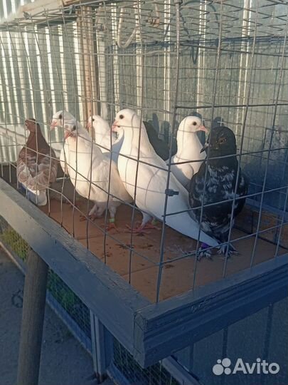 Голуби
