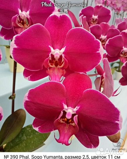 Орхидея Phal.Каскадная.Sogo Yumanta