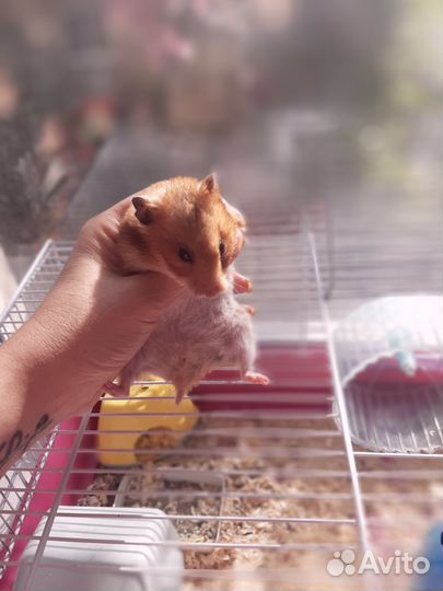 Сирийский хомяк с клеткой