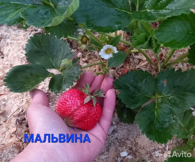 Саженцы клубники