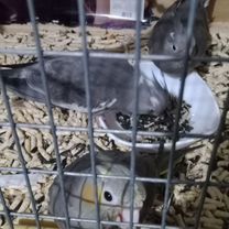 Попугай корелла, Сочи