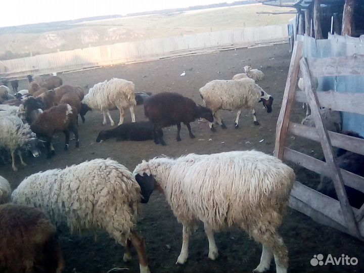 Продажа овец