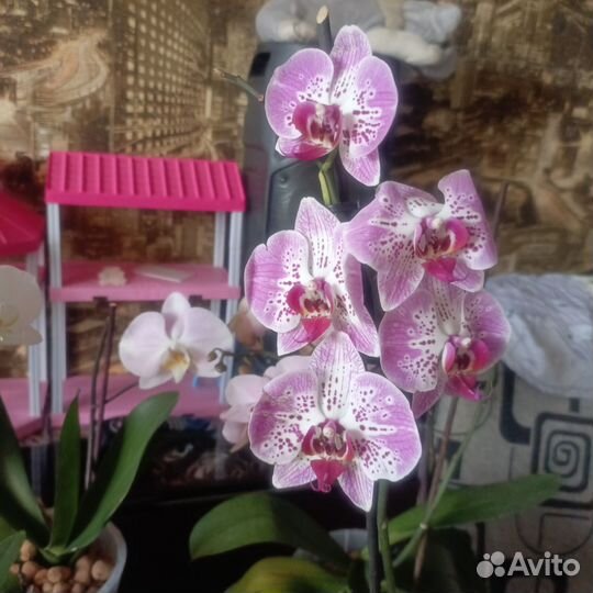 Дендробиум, фаленопсис