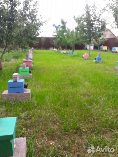 Пчеломатки Бакфаст