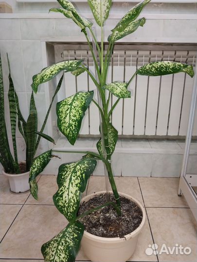 Диффенбахия