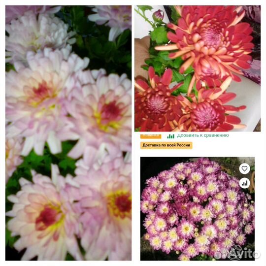 Хризантемы, Бальзамины,Строманта