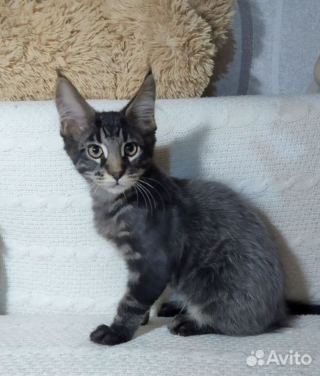 Котята мейн-кун