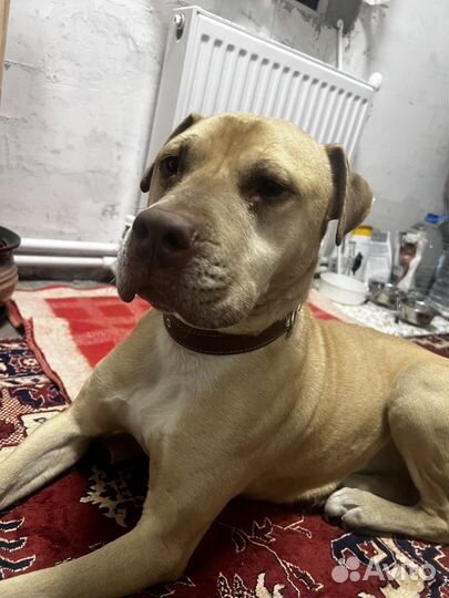 Вет врач На дом Круглосуточно