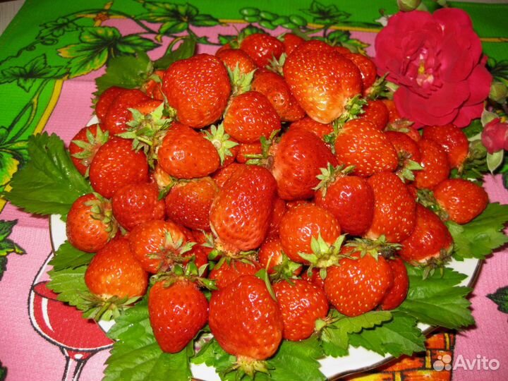 Клубника ремонтантная Чудо мира