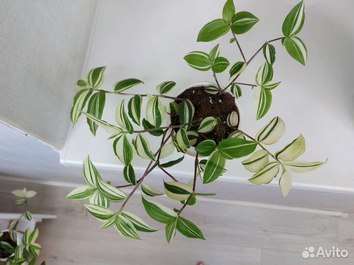 Традесканция