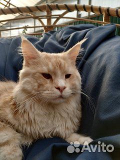 Кот Мэйн Кун для вязки