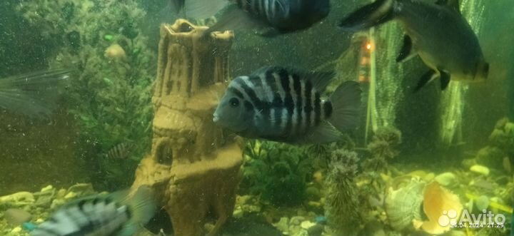 Чернополосая Цихлазома