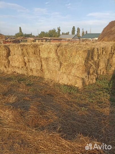 Продам сено