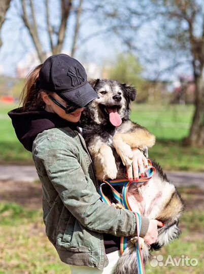 Собака в добрые руки
