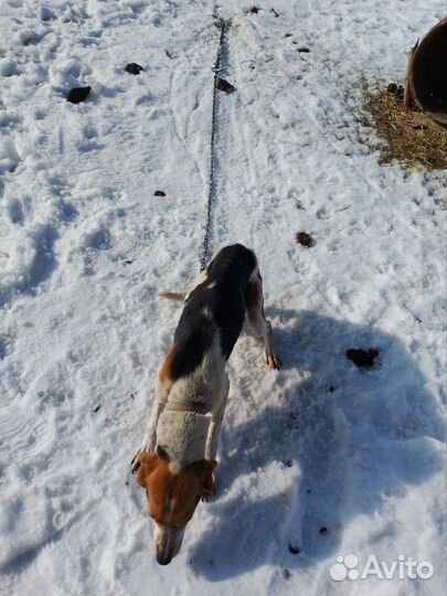 Эстонская гончая