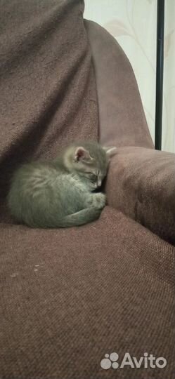 Котик Тошка