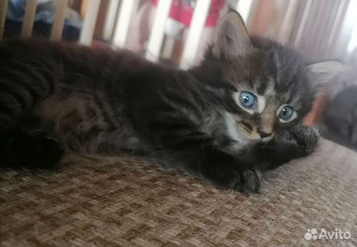 Котята от мейкуна