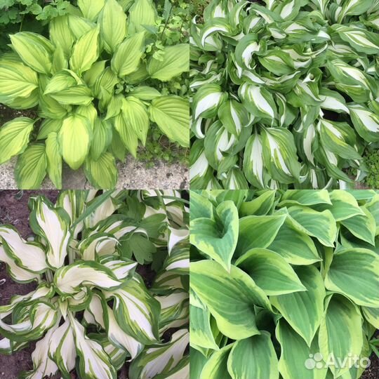 Хосты из моего сада