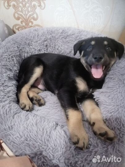 Щенок от очень умной собаки