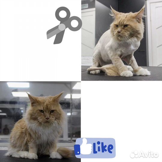 Груминг собак и кошек