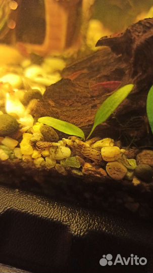 Аквариумные рыбки и растения