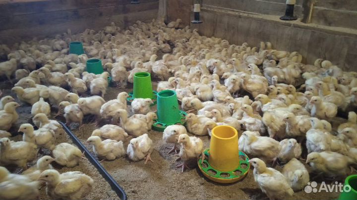 Подрощенные цыплята бройлера