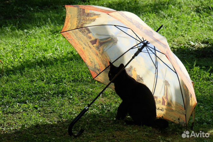 Молодой бомбейский кот ищет дом