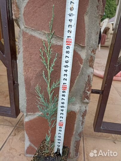 Можжевельник скальный скайрокет