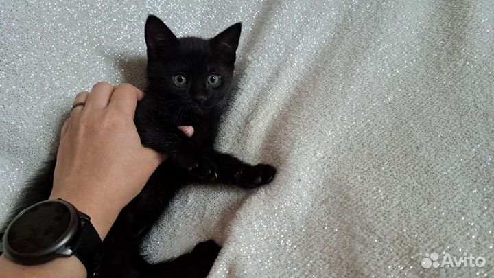 Котёнок в добрые руки. Мальчик