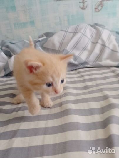 Отдам котят