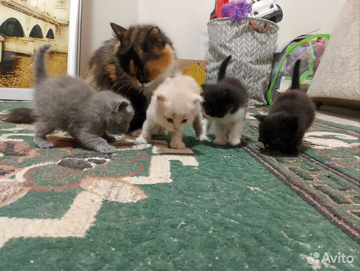 Котята в добрые руки