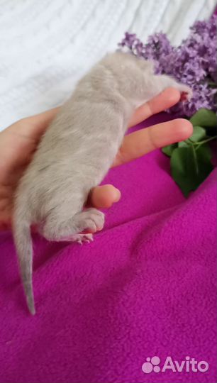 Бенгальские котята