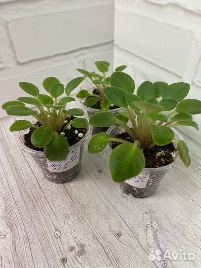 Фиалка мини Hanter's Taste of her Kiss