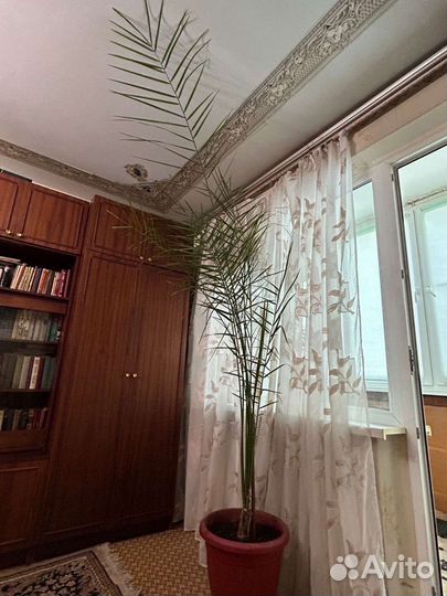 Финиковая пальма