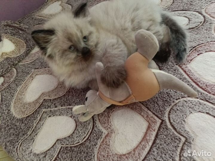 Сиамская кошечка